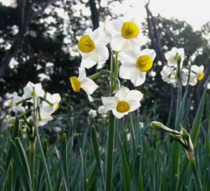 Kanagawa Private Tour - Daffodils are welcoming you 