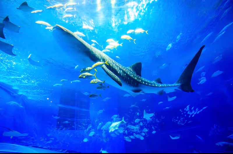 Okinawa Main Island Private Tour - 