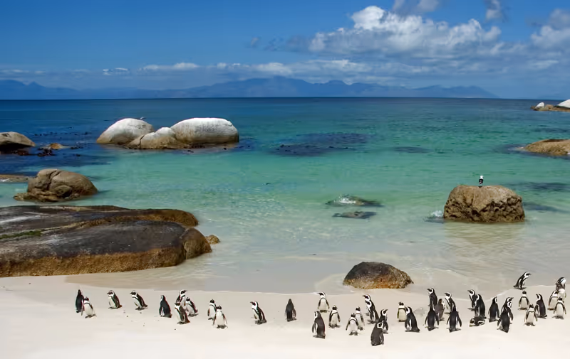 Cape Town Private Tour - 