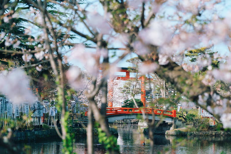 Kamakura Private Tour - Cherry blossoms in Tsurugaoka Hachimangu