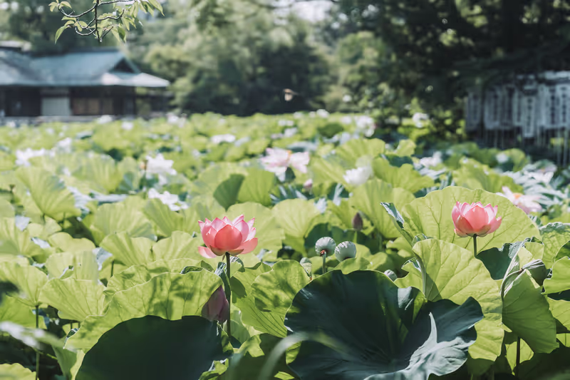 Kamakura Private Tour - Lotus flower at Hachimangu