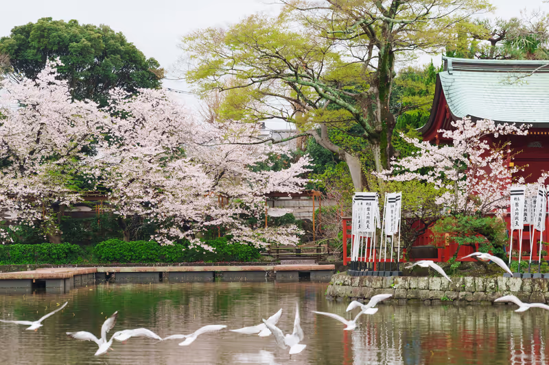 Kamakura Private Tour - Genji pond in Tsurugaoka Hachimangu