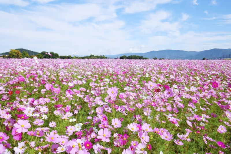 Nara Private Tour - Cosmos Flowers at the Fujiwara Palace Ruins