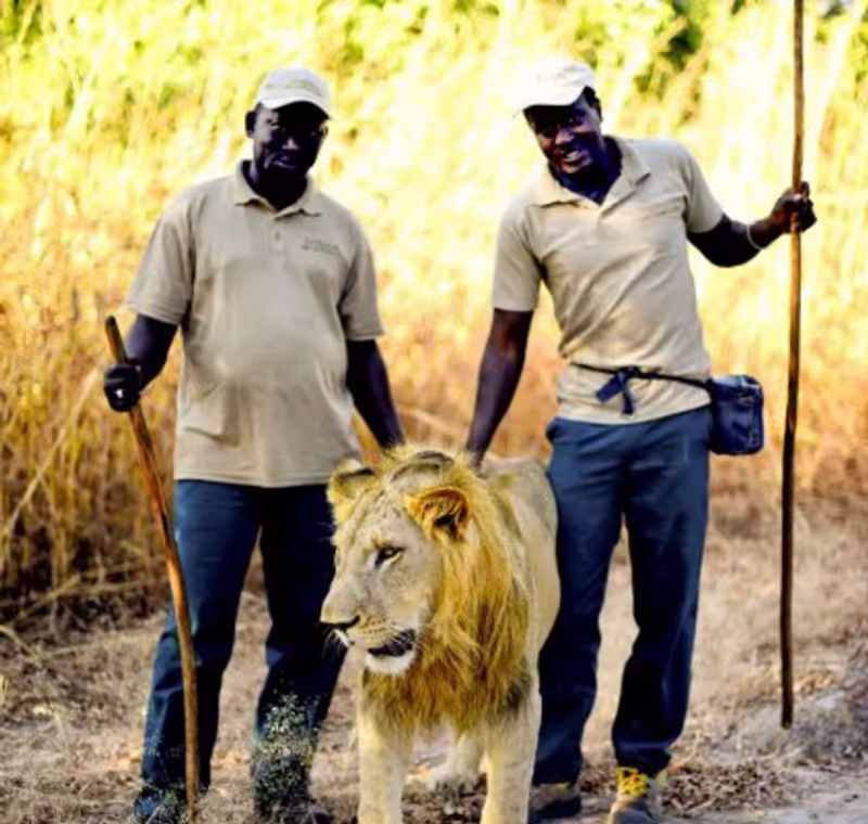 Dakar Private Tour - Walking with lions at Fathala Reserve