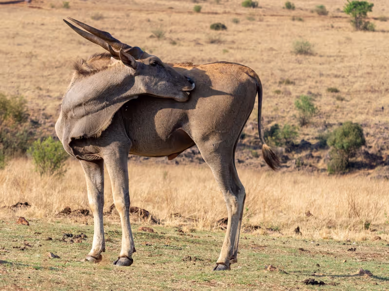 Dakar Private Tour - Eland antelope in its natural habitat