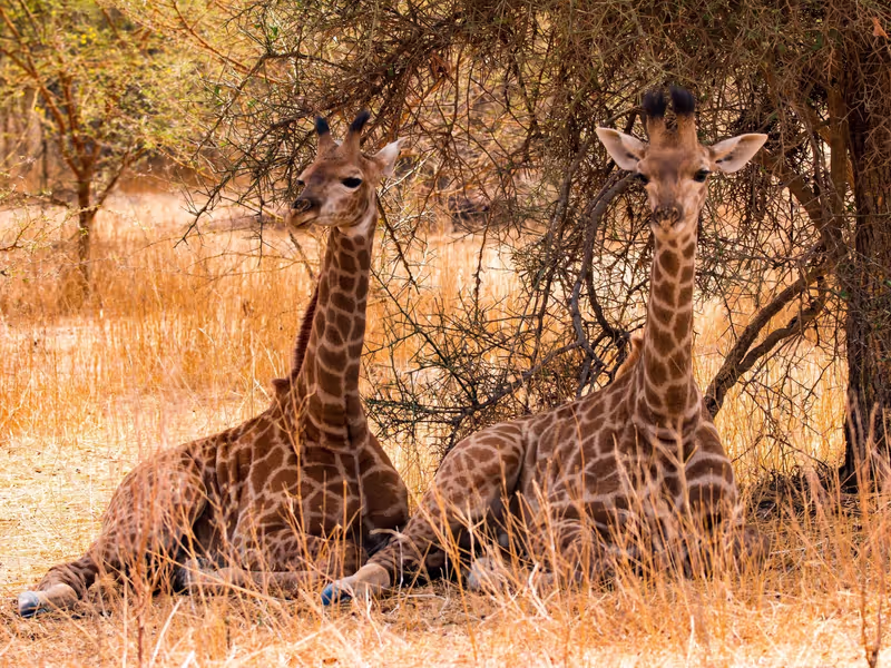 Dakar Private Tour - Giraffes in their natural habitat