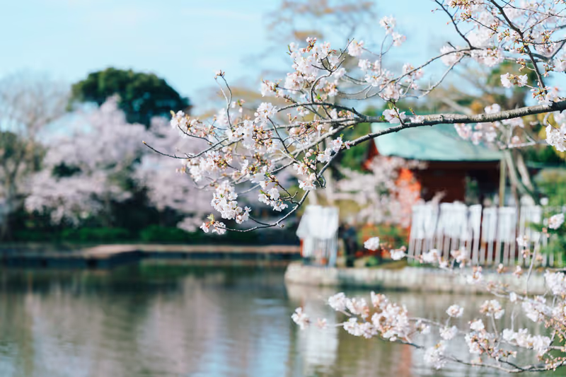 Kamakura Private Tour - Cherry blossoms in Tsurugaoka Hachimangu