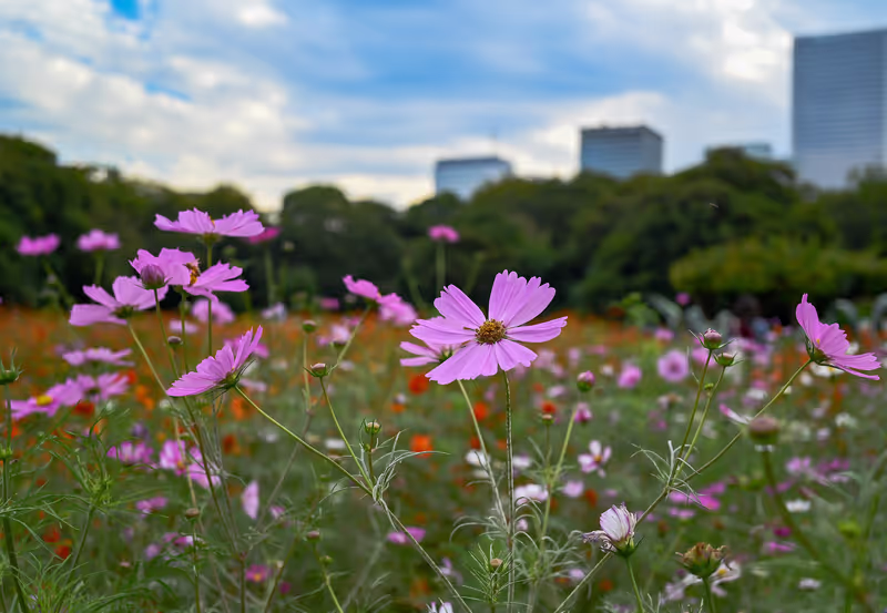 Kanagawa Private Tour - Hamarikyu Gardens