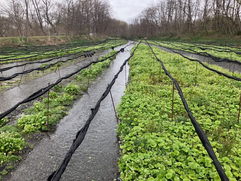 Nagano Private Tour - Wasabi Fields in Daio Wasabi Farm