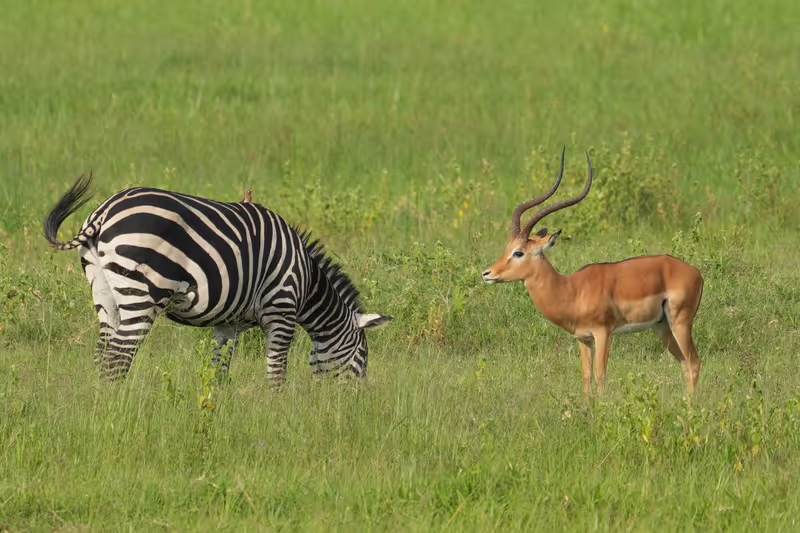 Kibungo Private Tour - Zebra and Antelope.