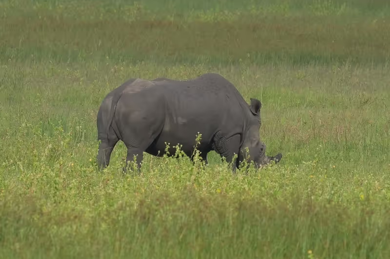 Kibungo Private Tour - White Rhino