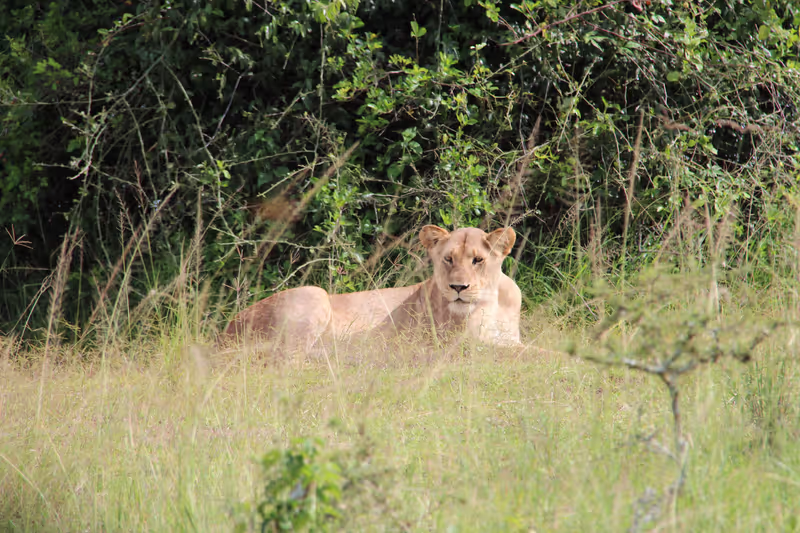 Kibungo Private Tour - Lion during resting time