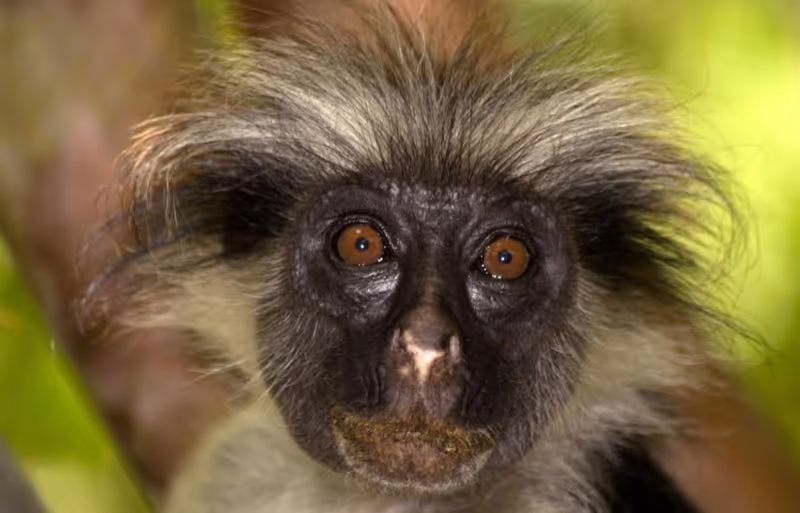 Zanzibar Private Tour - 
