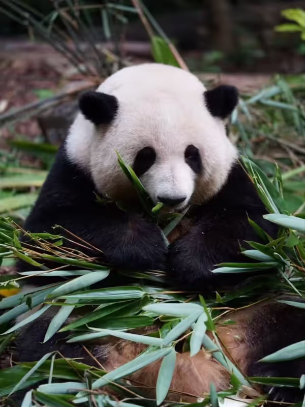 Chengdu Private Tour - 