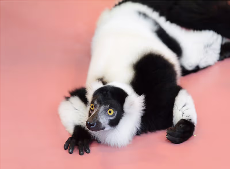 Tochigi Private Tour - 