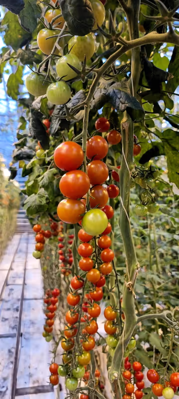 Reykjavik Private Tour - Fridheimar Greenhouse