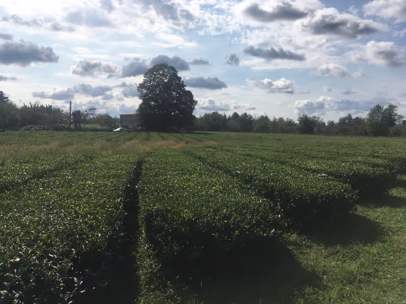 Tbilisi Private Tour - Tea bushes in an open plantation style
