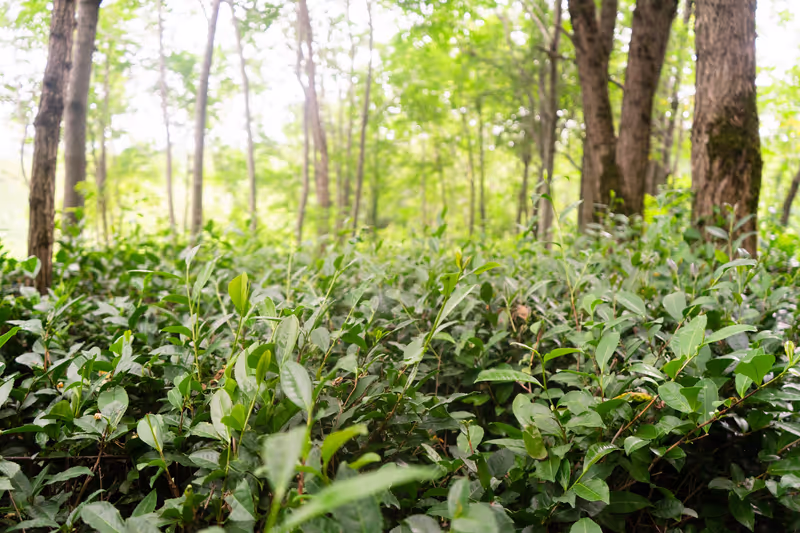 Tbilisi Private Tour - Tea bushes in an acacia forest