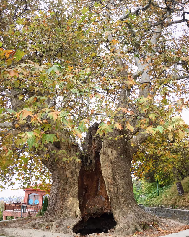 Tbilisi Private Tour - 