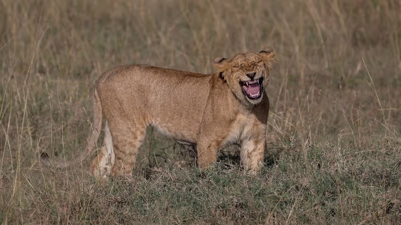 Nairobi Private Tour - 