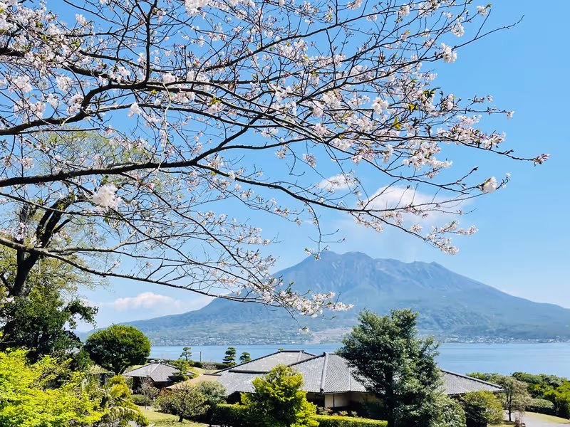 Kagoshima Private Tour - Mt Sakurajima from the garden in spring