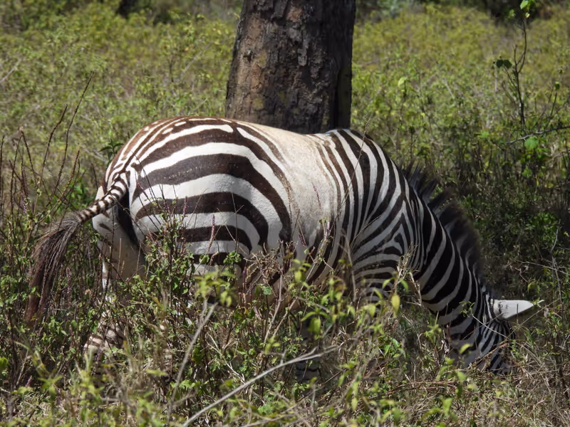 Nairobi Private Tour - 