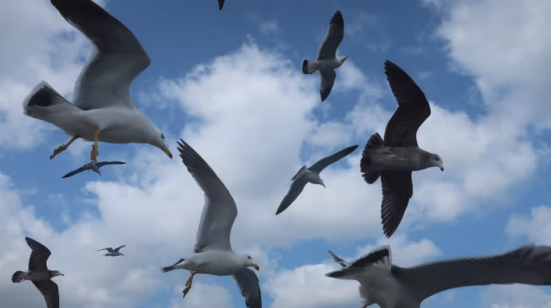 Kyoto Private Tour - A lot of seagulls