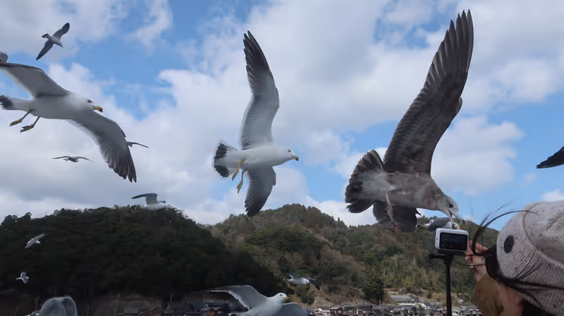 Kyoto Private Tour - A lot of seagulls