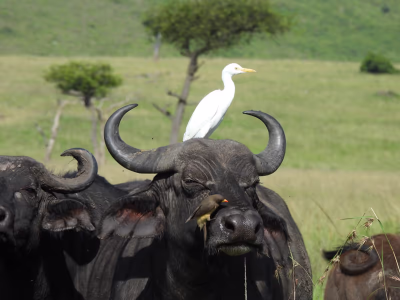 Nairobi Private Tour - 