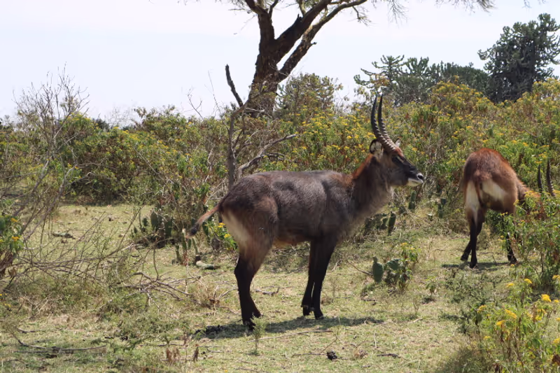 Nairobi Private Tour - 