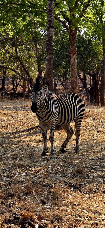 Lusaka Private Tour - Safari