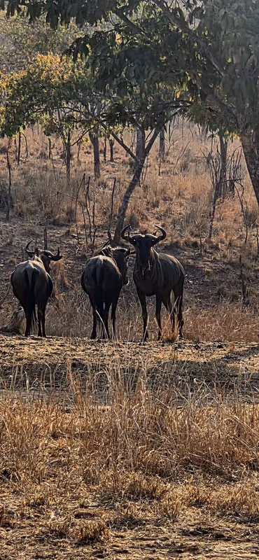 Lusaka Private Tour - Ranch
