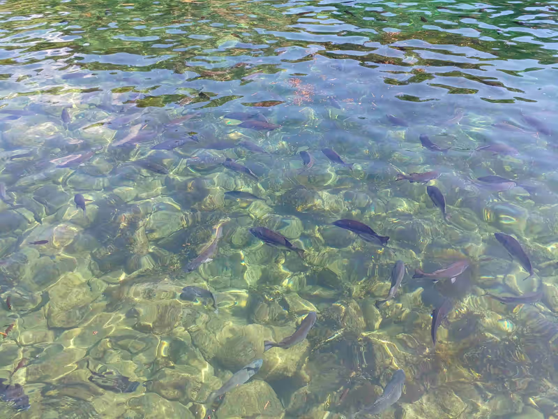 Sado Private Tour - Fish in Senkaku-wan Bay