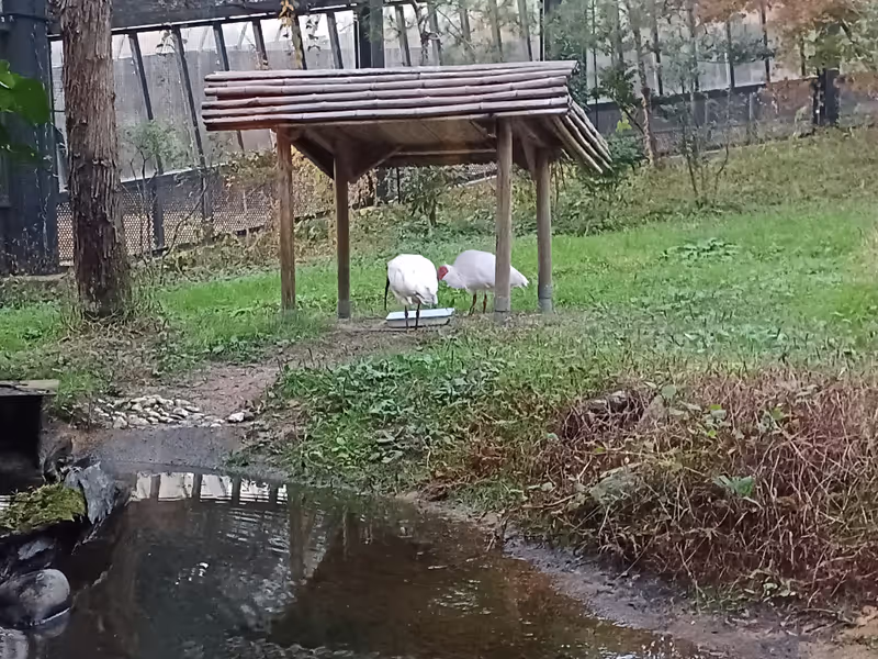 Sado Private Tour - Toki (Crested Ibis)