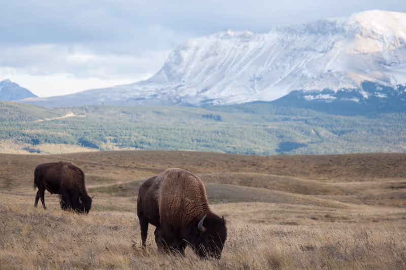 Calgary Private Tour - 
