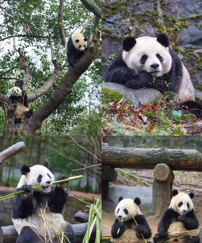 Chengdu Private Tour - 