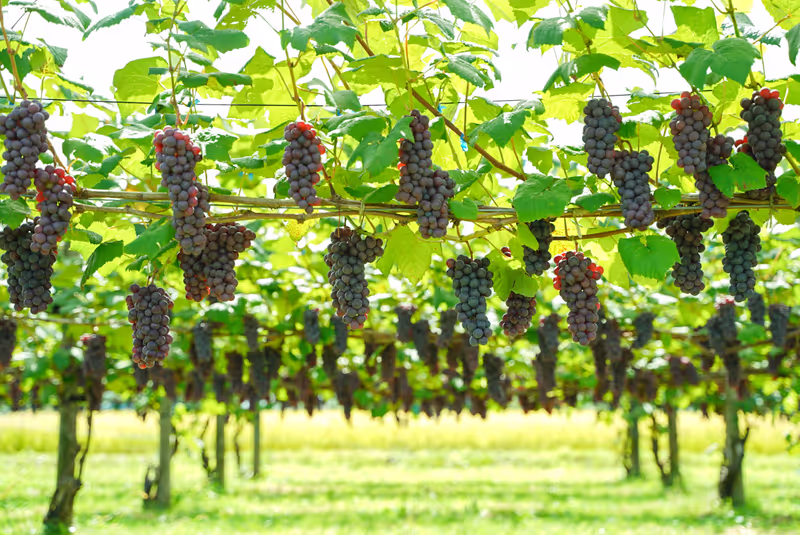 Aomori Private Tour - Grapes in rural Aomori