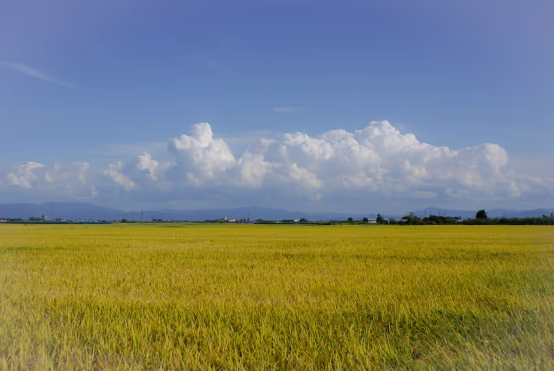 Aomori Private Tour - Rice fields of Aomori
