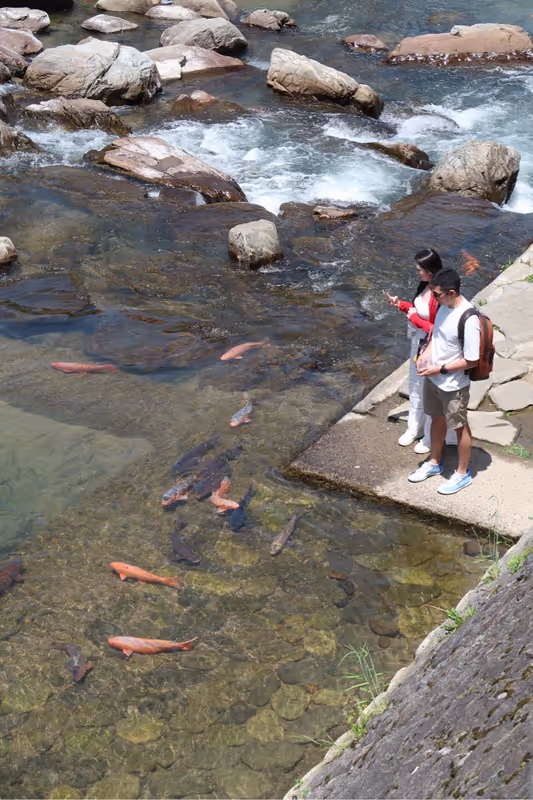Takayama Private Tour - Feeding koi fish in the Miyagawa River