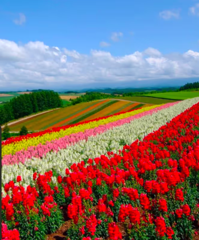 Hokkaido Private Tour - Breathtaking