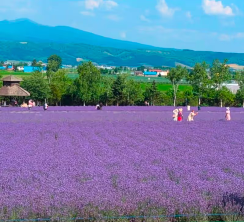 Hokkaido Private Tour - Farm Tomita