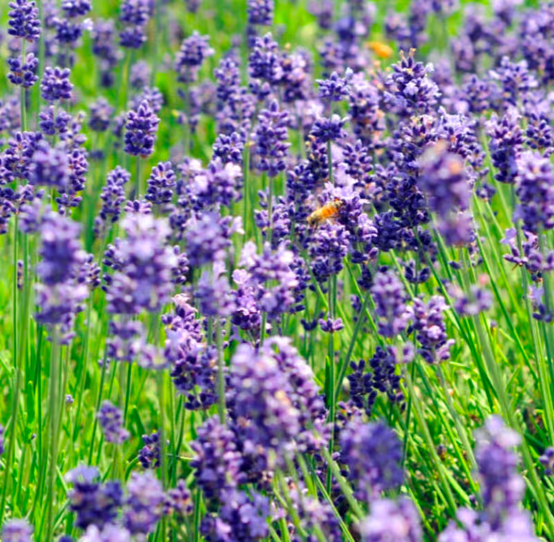 Hokkaido Private Tour - Beautiful lavender