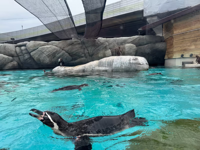 Osaka Private Tour - Tennoji Zoo