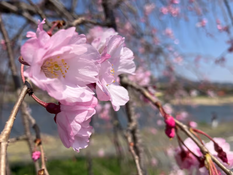 Wakayama Private Tour - Cherry blossoms, known as Sakura in Japan