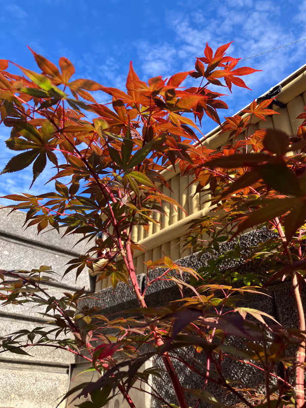 Wakayama Private Tour - Momijigari (autumn maple　leaf viewing)