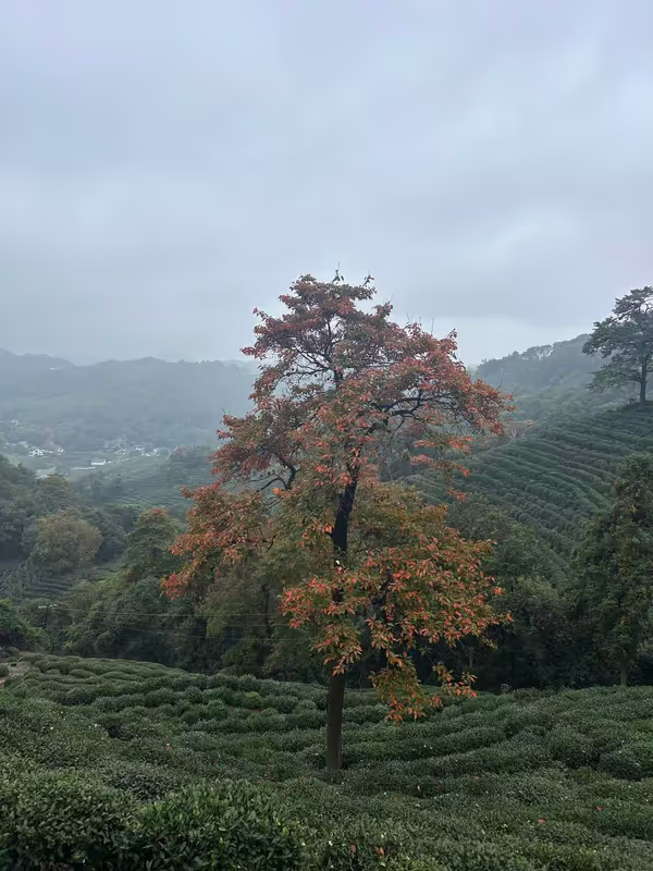 Hangzhou Private Tour - 