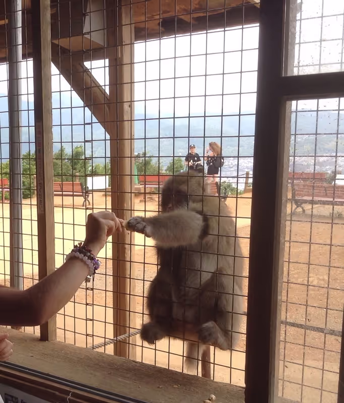 Kyoto Private Tour - Monkey Park in Arashiyama