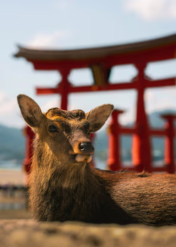 Hiroshima Private Tour - The Great Torii Gate and Deer  Miyajima