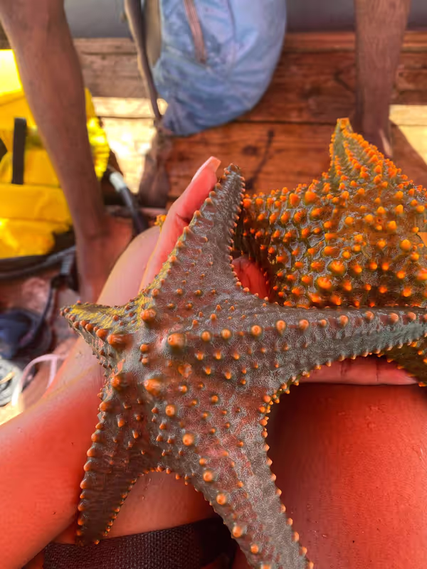 Zanzibar Private Tour - Colorful marine life of the Indian Ocean