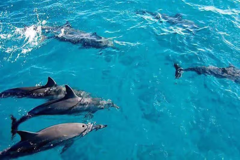 Zanzibar Private Tour - 